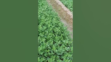 Cúc đại đóa giống mô trồng tết 2026