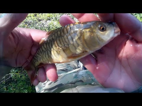 თევზაობა გაჩიანის ტბაზე