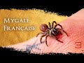 La mygale a chaussette   tout savoir  documentaire animalier