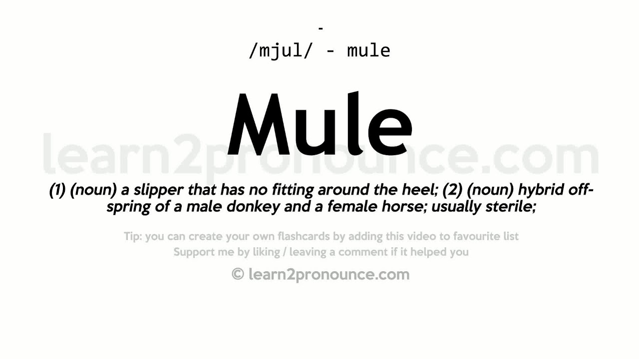 Mule pronunciation and definition Mule pronunciation and definition