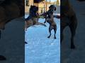 Бодрое утро, друзья 🤩 #канекорсо #canecorsolove #canecorso #doglover #mastiff #собака