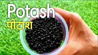 How to use Potash for plants पोटाश फर्टीलाइजर का उपयोग  कैसे करे