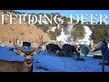 FEEDING MULE DEER | AN EDUCATIONAL AND CONSERVATION VIDEO