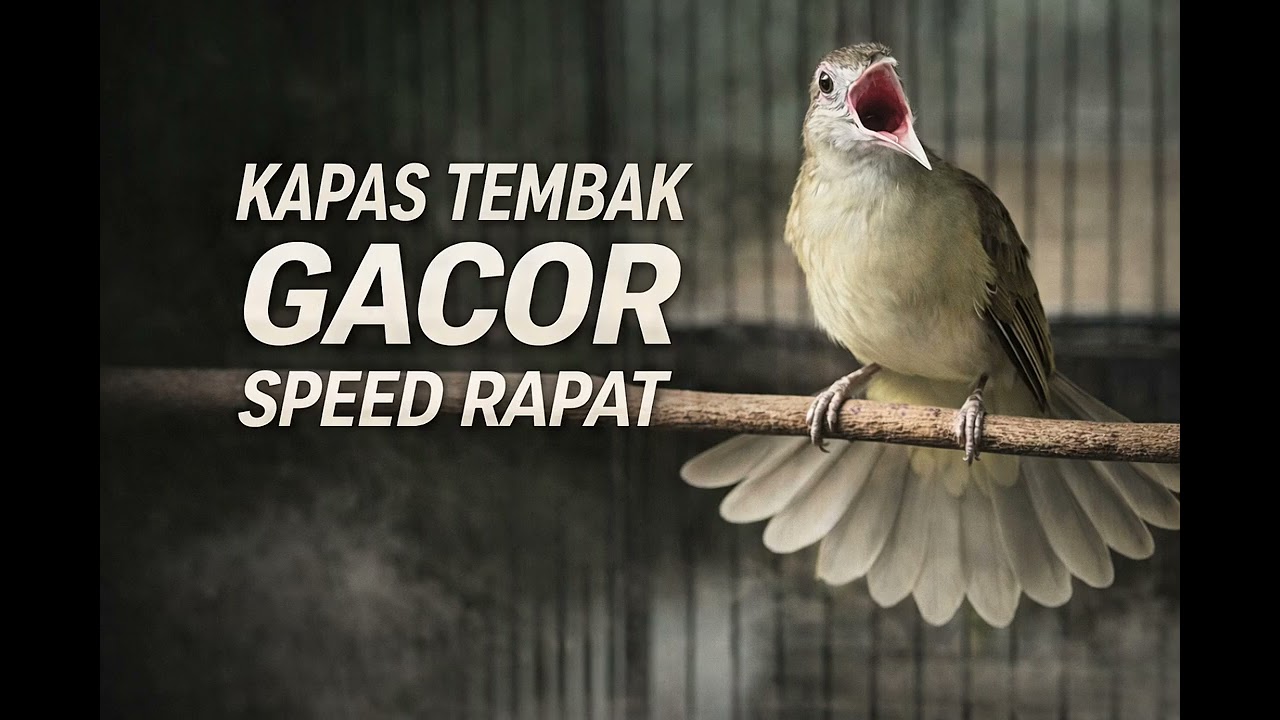 Masteran Kapas Tembak Gacor Paling Dicari | Isian Rapat & Jernih