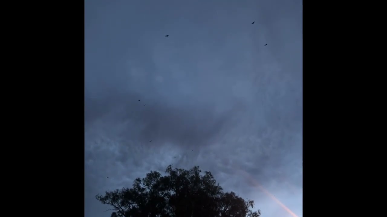 Full moon in cancer, wolf energy and new year!