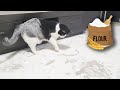 Cat in Flour. His Reaction