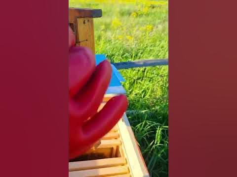 Личинки пчел 2022 - YouTube