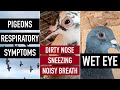 Pigeons Respiratory Symptoms: Inflamed Wet Eye, Dirty Nose, Sneezing, Noisy Breath