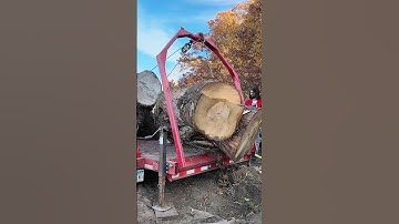 Loading a pair of crotch logs #sawmill #woodworking