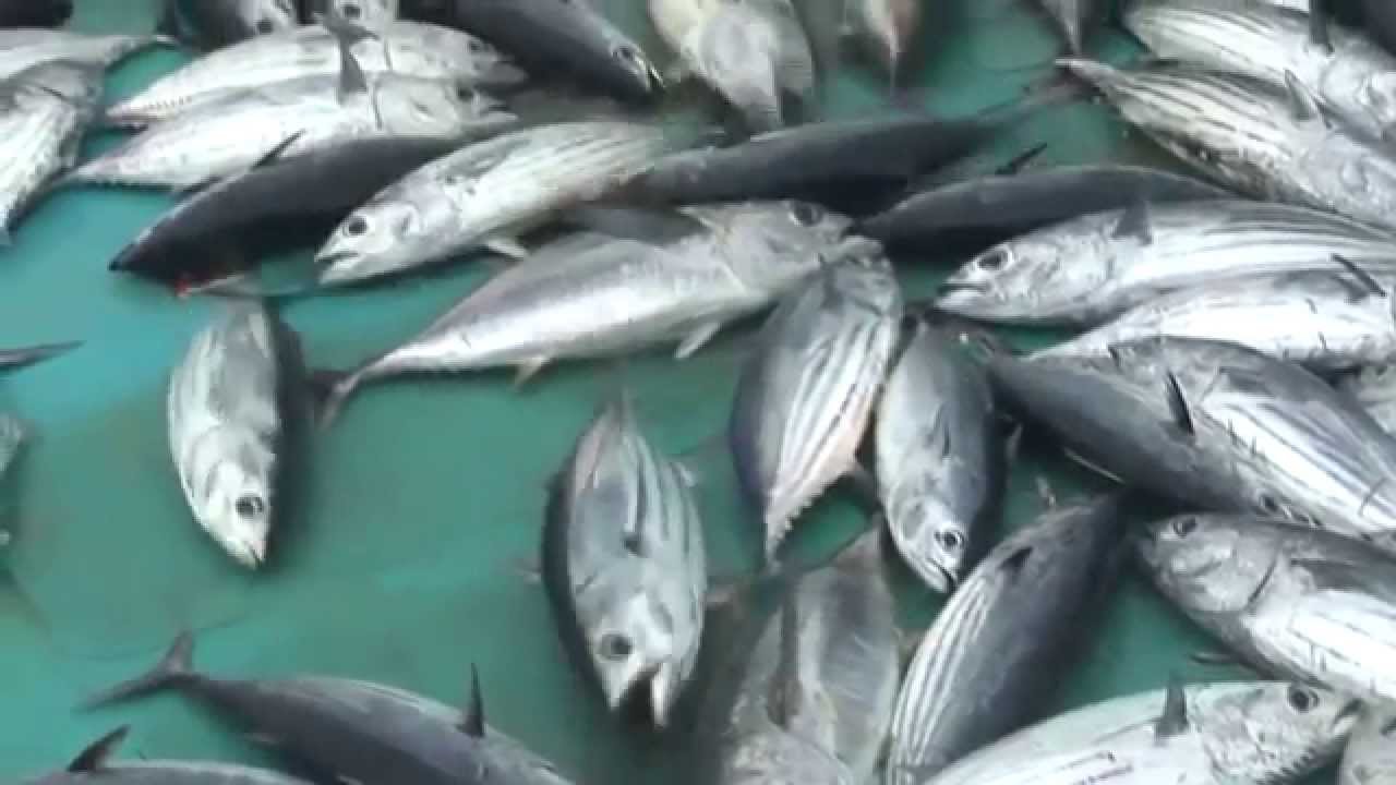 ⁣Лов тунца на Мальдивах. How to catch tuna