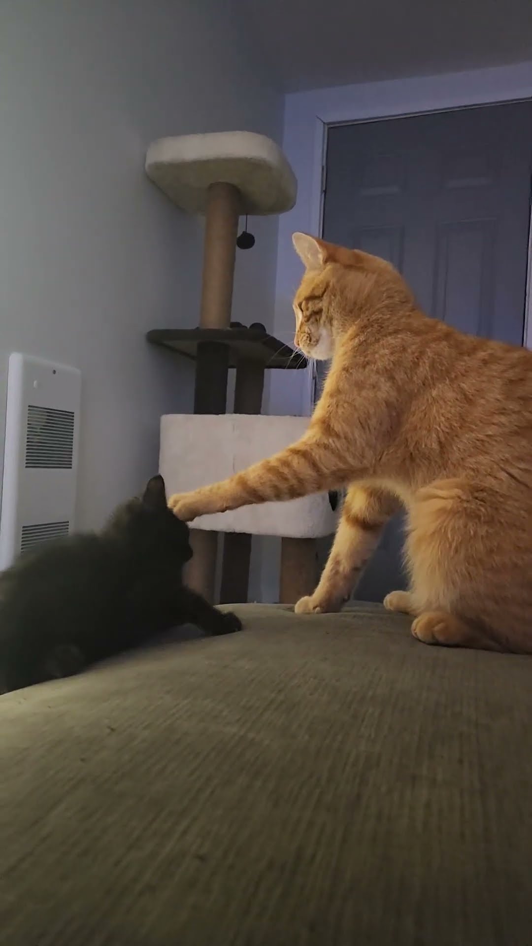 Kitten Kept At Distance By Firm Forehead Paw || ViralHog