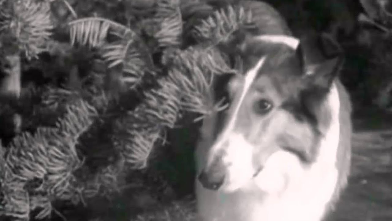 Lassie stunts ep 5 Lassie carries rabbits