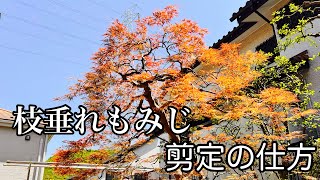 植木屋が教える「枝垂れ紅葉」の剪定実践編 綺麗に紅葉させる剪定時期などの話