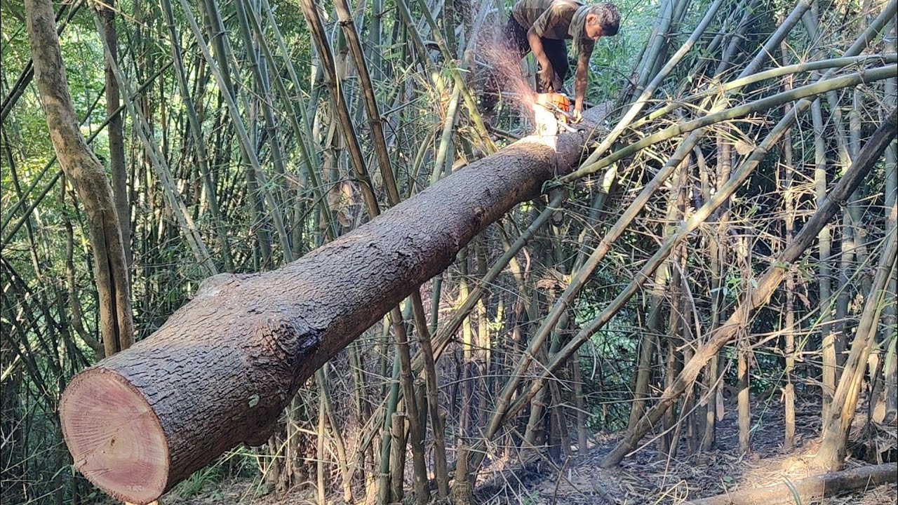 Chainsaw dangerous work tree cutting down ‼️ - YouTube