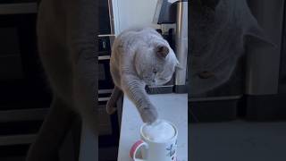 Cat Will Not Begin His Day Without His Own Cat-uccino ☕🐾 — He Literally Waits by the Coffee Machine😻