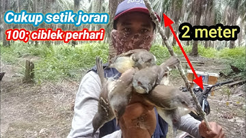Keuntungan mikat pakai joran pancing 2 meter. Rata-rata 100 ekor perhari.