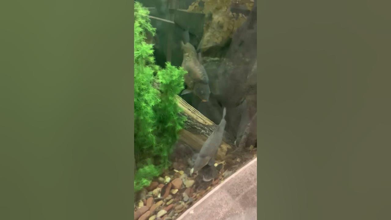 Cabela’s fish tank YouTube