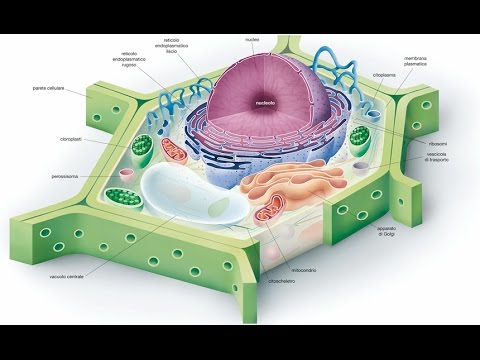 la cellula eucariotica biologia