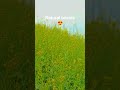 #nature#natural shorts video #