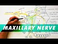 Trigeminal Nerve Anatomy - The Maxillary nerve