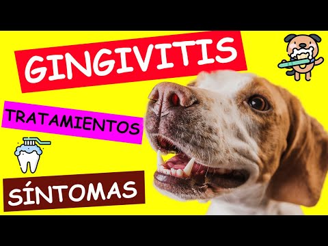 Video: Signos y síntomas de periodontitis o gingivitis en perros