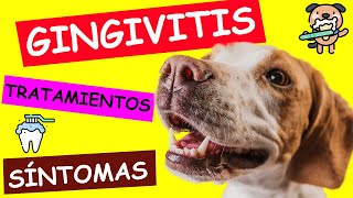 ¿Cómo Curar la GINGIVITIS EN PERROS?