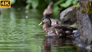 Most Beautiful Birds In The World | Nature And Wildlife Birds | Sleeping Music | Soft Relaxing Music screenshot 4