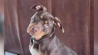 Chicago family seeks help finding beloved tricolored pit bull stolen at gunpoint