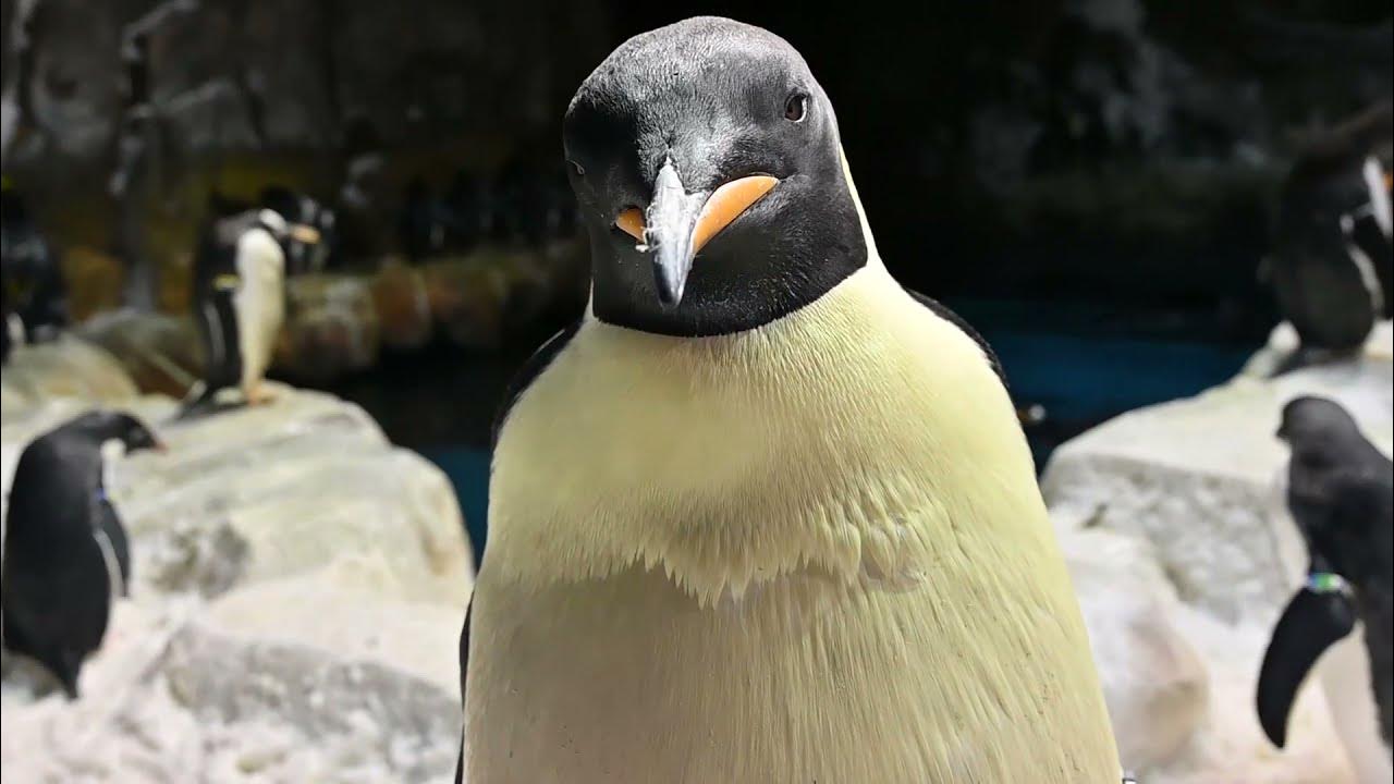 SeaWorld San Diego - Penguins - YouTube