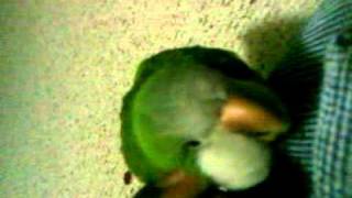 My Quaker Parrot Tookie Rip..