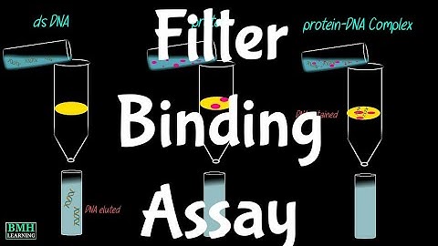 Filter Binding Assay | Non Specific & Specific Binding |