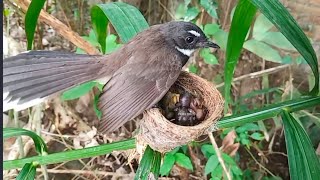 Lots of food in the therapy nest. Mother bird throws it away | 2 days