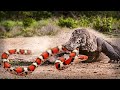 ESTES ANIMAIS caçam COBRAS