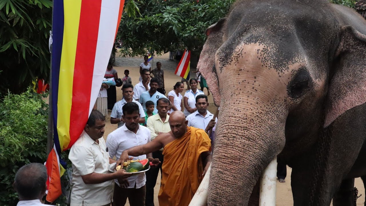 Kelaniya Kandula Elephant Came To Meet Nayaka Thero