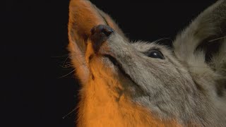 People are seeing more coyotes during this time of year