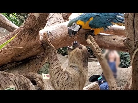 Sakura Animals - YouTube