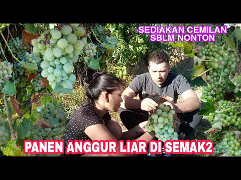 Video: Anggur Apa Yang Dibawa Dari Spanyol?