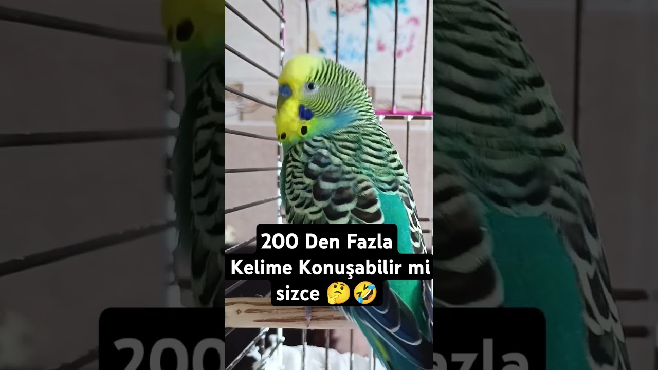 Herşeyi Kopyalıyor 🤣 #muhabbetkuşu #konuşankuş #muhabbetkuşufıstık #muhabbetkuşuçiftleşmesesi #bird