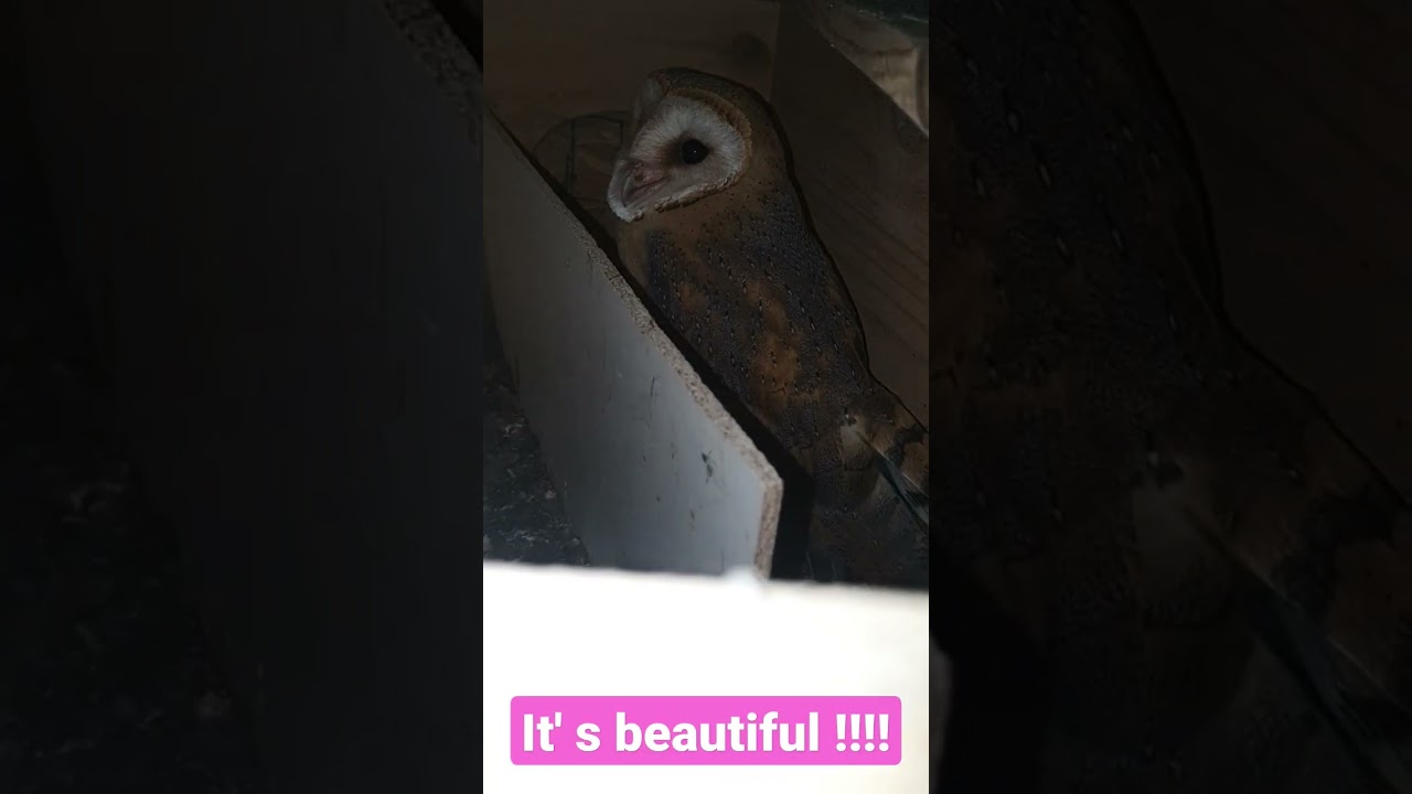 Aku tidak menyangka !!Common Barn Owl deciding to be a mom Lechuza Común. ( Tyto Alba ) 