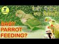 How To Feed A Baby parrot || Small Parrot baby for Best Food || TechMech-G