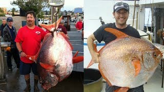 Woah… The World’s First Warm Blooded Fish - Big Fish - WatchZozo