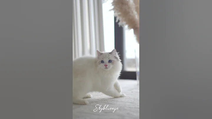 Video 10870601: cat ragdollcat cute, lynx cat, blue eyed lynx, lynx male