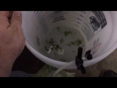 How to: Acclimate Shrimp to an Aquarium