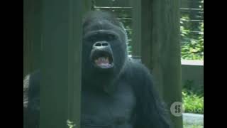 100 Men VS Gorilla