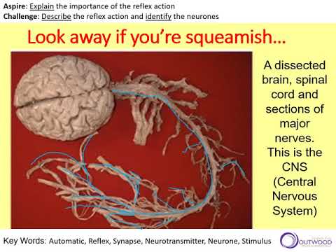 Reflex Action and the Central Nervous System - YouTube