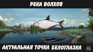 Актуальная Точка на Белоглазку .Река Волхов. Русская Рыбалка 4