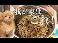 【ドッグフード】我が家のドッグフードはこれ！子犬の食いつきめちゃ良いです！(食いしん坊なだけw)【マルプー/Maltipoo COCO】