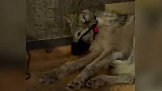 Wolf allegedly held in Wyoming bar.