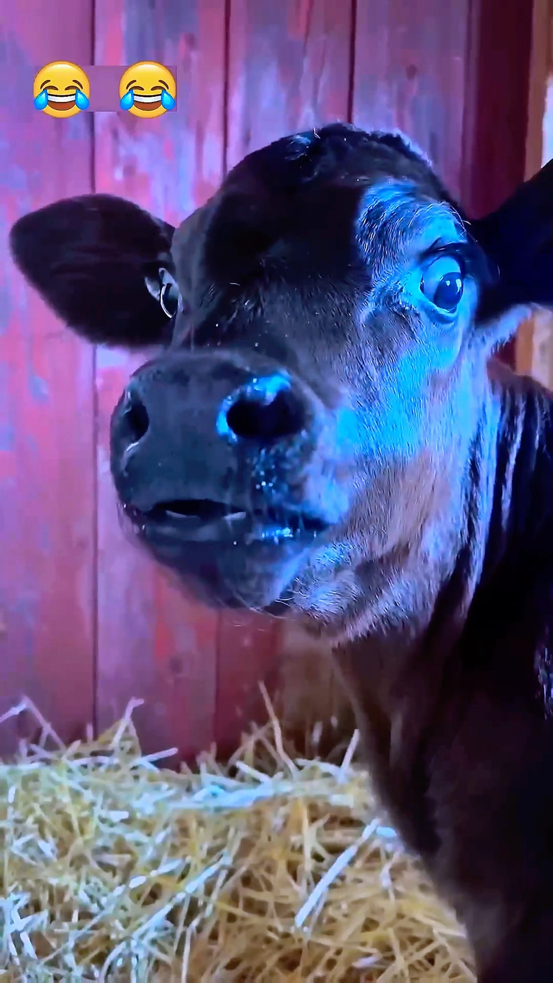 Mera Handsome Bhai???? #mistihappylifestyle #shorts #viral #trending #shortvideo #cow #funny