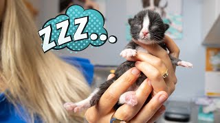 How My Foster Kittens Wake Up